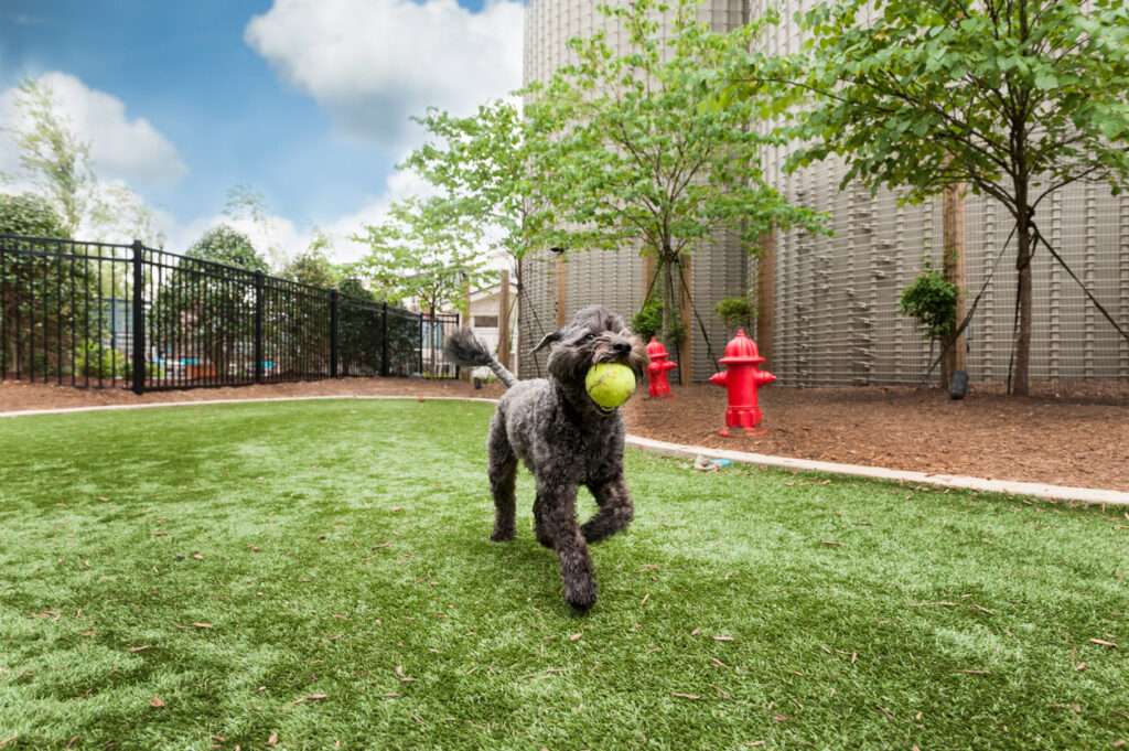 Dogs enjoying artificial pet turf installed in Lubbock, TX by South Plains Turf.